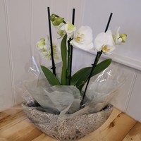 Orchid in a container
